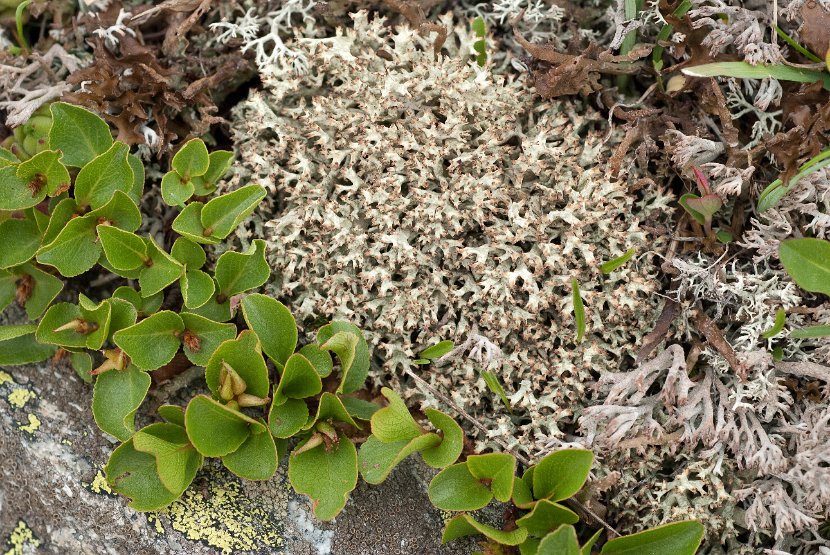 Cladonia uncialis-2